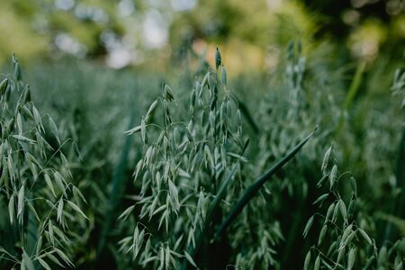 oats in the field close-up, natureの写真素材