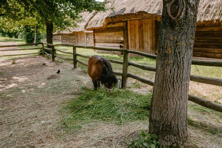 Pony eats hay in the ensign, animalsの写真素材