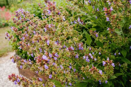 Salvia flower bush close-up, nature