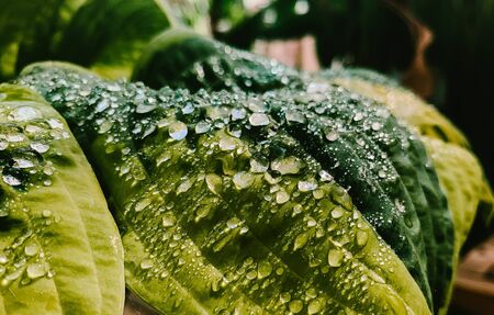 Drops of water on green leaves. Close-upの写真素材