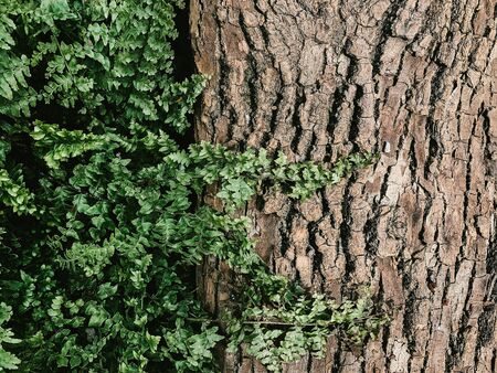bark of a tree with a fern. Backgroundの写真素材