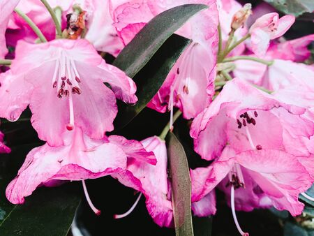 pink lilies close-upの写真素材
