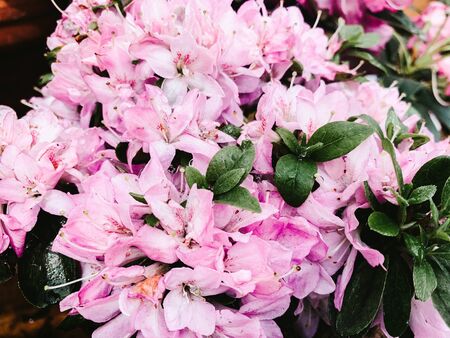 pink lilies close-upの写真素材