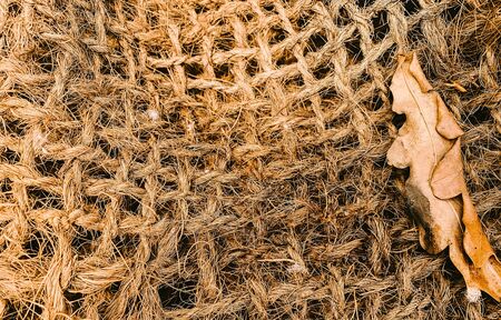 Coconut fiber close-up and autumn leafの写真素材