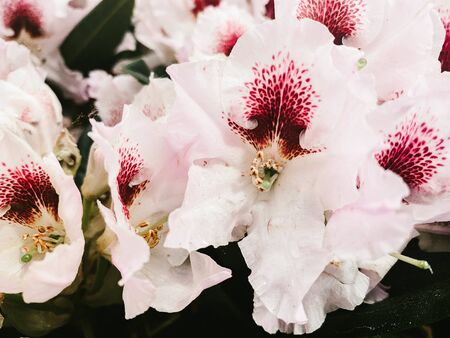 ,white orchids close-up, flowerの写真素材