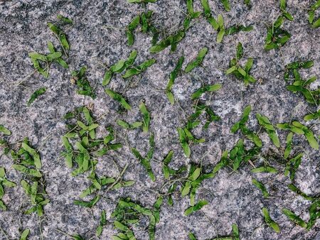 ash seeds on stoneの写真素材