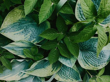 View from above on large green leaves, natureの写真素材