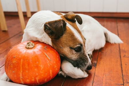 Dog lies on pumpkin, animalsの写真素材