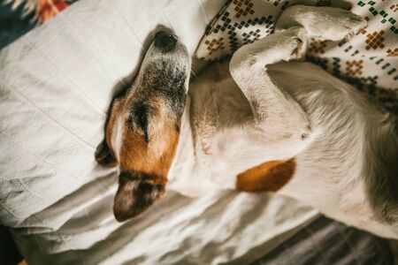Dog lies on bed paws up, animalsの写真素材