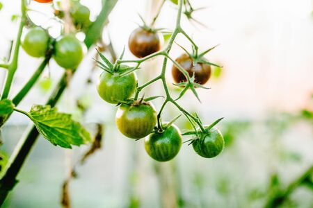 Immature, green cherry tomatoes on a branch, natureの写真素材