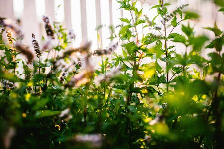 Melissa bushes grow in the garden close-upの写真素材