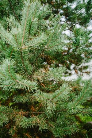 Close-up pine branch, nature