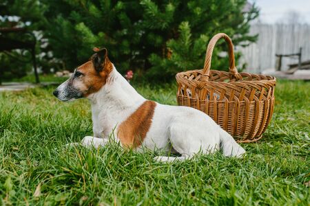 Dog breeds fox terrier on green grass with wicker basket, animalsの写真素材