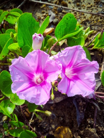 Beautifull Morning Glory Flower Purpleの写真素材
