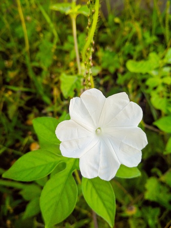 Beautifull In White Moon Flower Ipomea albaの写真素材