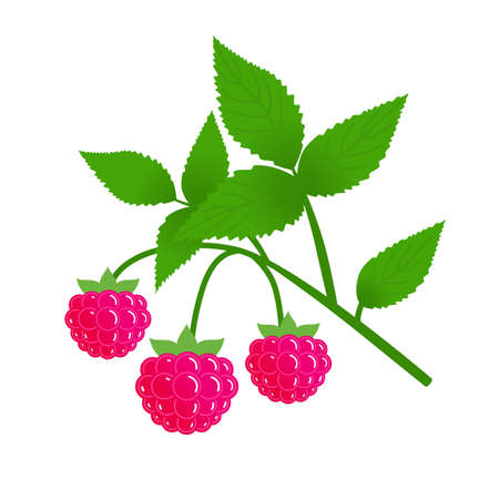 Branch of ripe raspberries with leaves. Vector isolated on white.のイラスト素材