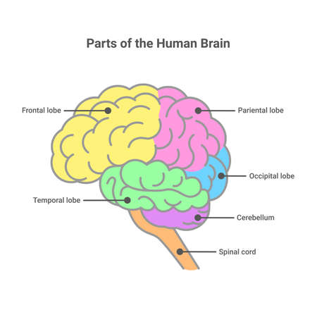 Parts of the human brain. Human brain anatomy diagram. Vector isolated on white background.