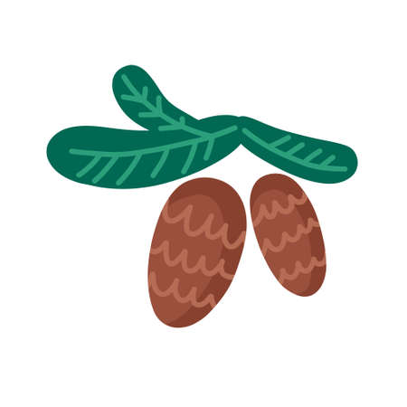 Fir-tree branches with pine cones. Symbol of Christmas. Vector hand drawn illustration isolated on white.のイラスト素材