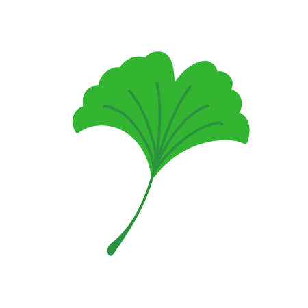 Ginkgo leaf. Flat vector illustration isolated on white.のイラスト素材