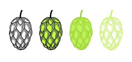 Engraved hop cone set. Black and color hops vector flat illustration or icon isolated on white...