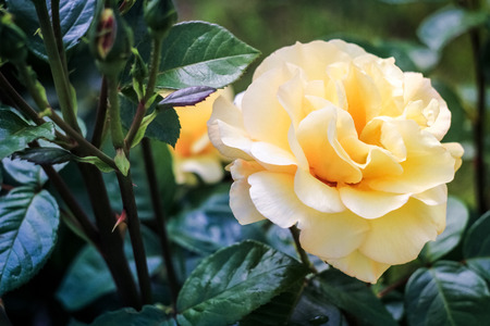 Light yellow rose on a green backgroundの写真素材