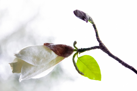 Bud of the White Magnoliaの写真素材