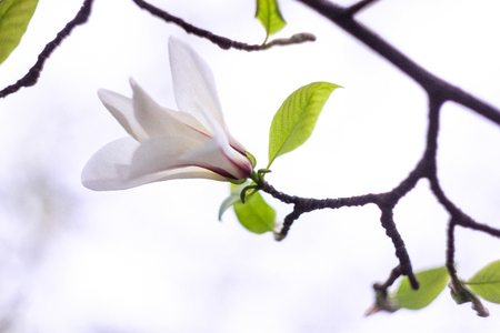 Gently White Magnolia flowerの写真素材