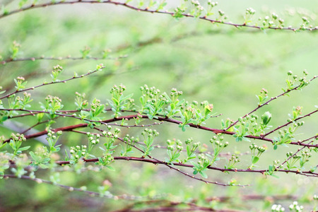 Buds of White Shrub