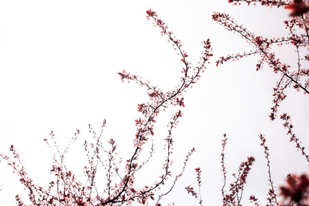 Inflorescence of burgundy branches with leavesの写真素材