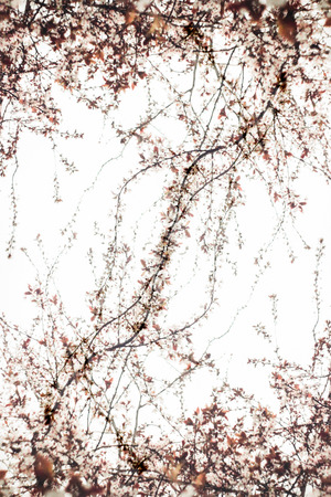 Interlacing of thin branchesの写真素材