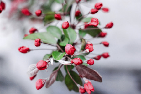 A branch of a pink sakura on a gray backgroundの写真素材
