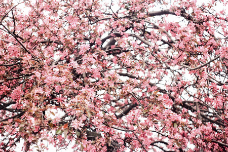 Small flowers of a pink sakura on a white backgroundの写真素材
