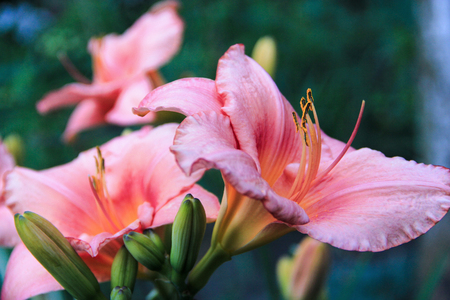 two flowers of a pink lily close-up on a curtained background close-up on a curtained background lily close-up on a curtained backgroundの写真素材