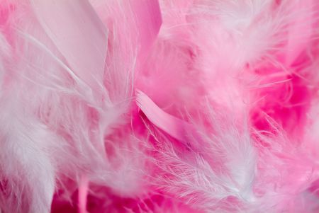 wait pink  Feathersの写真素材