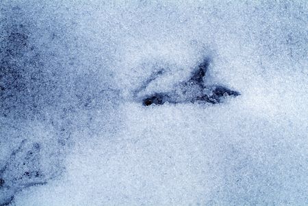 Trace of a bird, Crystals of ice and waterの写真素材