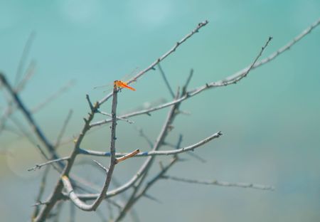 Dragonfly on a treeの写真素材