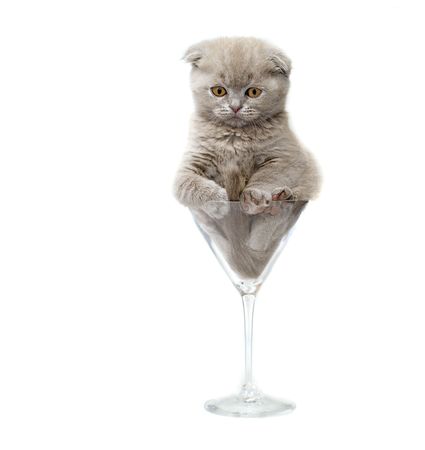 Kitten in a glass. isolated.の写真素材