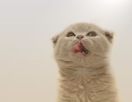 Licking lips kittenの写真素材