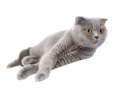 gray cat isloated の写真素材
