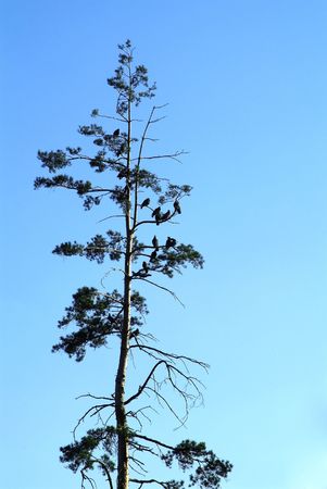 Bird in tree の写真素材