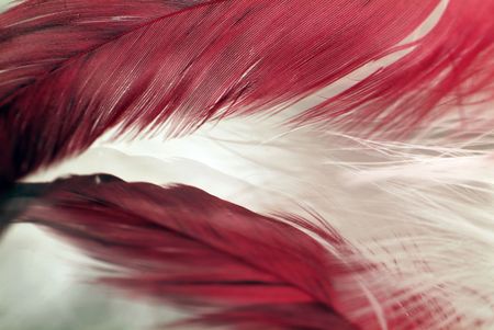 macro feathers の写真素材