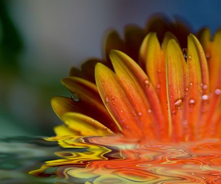 macro shot of a beautiful orange gerber daisyの写真素材