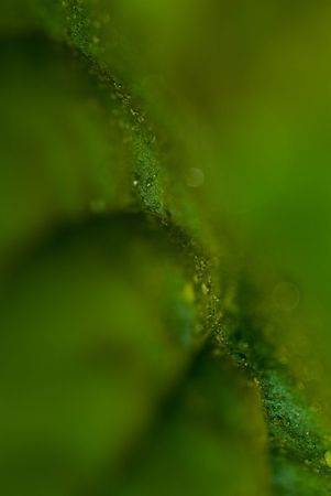 leaf. green background の写真素材