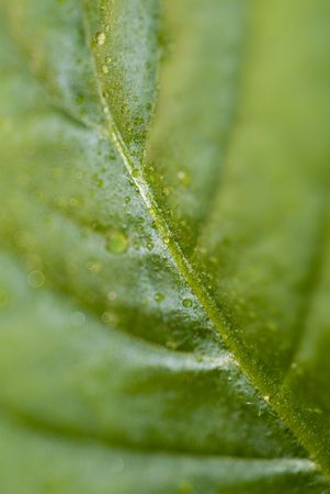 leaf. green background 