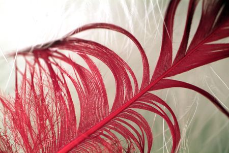 macro feathers の写真素材