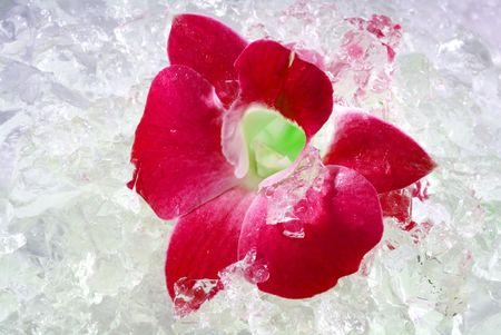red orchid with iceの写真素材