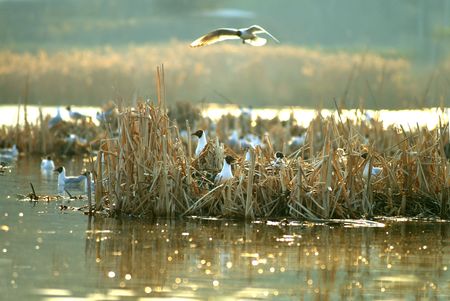 Morning landscape