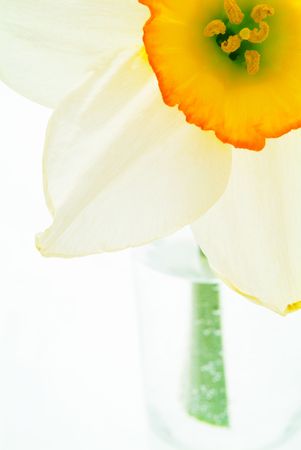 Narcissus in a vase. macroの写真素材
