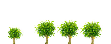 green Tree. Isolation on whiteの写真素材