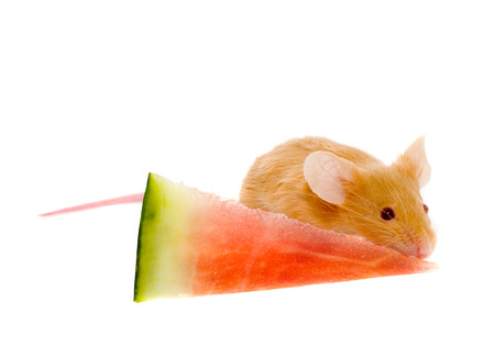 Small rat with a slice of a watermelon.の写真素材